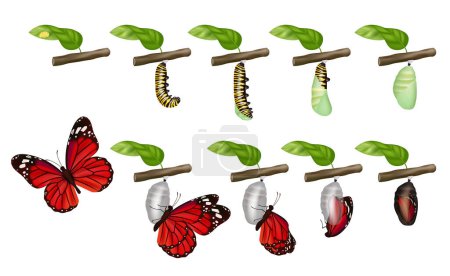 Ilustración de Ciclo de mariposas. La vida de los insectos larva cocoon grub pupae orugas cambiar concepto de vector. Ilustración mariposa y oruga, mosca insecto - Imagen libre de derechos