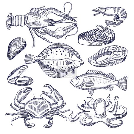 Téléchargez les illustrations : Illustrations vectorielles de fruits de mer pour restaurant cuisine gastronomique. Huîtres, homards et poissons. Photos pour menu design fruits de mer, saumon et crabe, moules et poissons - en licence libre de droit