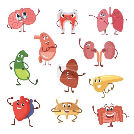 Illustration for Human organs with funny emotions. Cartoon vector illustration isolate on white background, Cartoon character human organs, vital internal funny organ brain and kidney - Royalty Free Image