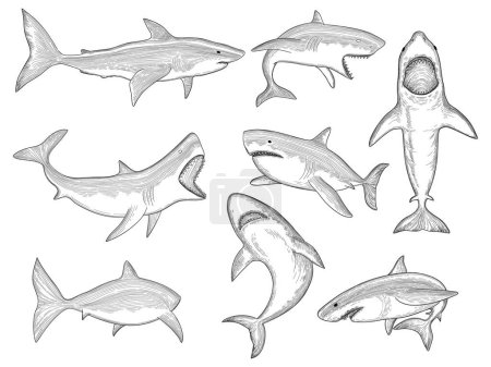 Téléchargez les illustrations : Un requin marin. Grandes silhouettes de poissons de mer créature fluide avec dessin de tatouage de requin vecteur animal aquatique à grande dent. Illustration de tatouage animal marin et requin de mer - en licence libre de droit
