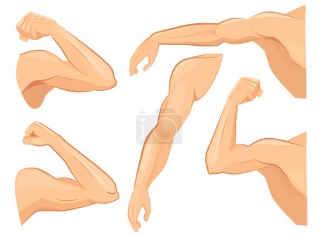 Illustration for Muscle hands. Male power body muscles strong biceps vector cartoon sport illustrations. Strong power arm, hand and shoulder strongman - Royalty Free Image