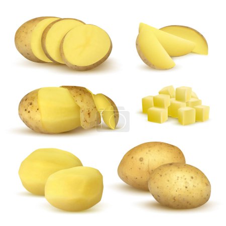 Illustration for Realistic potatoes. Grocery natural products vegetables fresh sliced eco food plants for vegetarian vector set. Realistic potato slice, natural raw, crude whole illustration - Royalty Free Image
