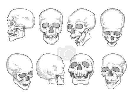 Illustration for Skulls. Human anatomy bones head skull mouth and eyes vector hand drawn illustrations. Anatomy skeleton, head skull human - Royalty Free Image