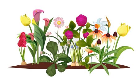 Illustration for Spring flower bed. Garden, blossom flowers. Isolated tulips and lily vector illustration. Blossom spring, tulip flower, garden bloom grow - Royalty Free Image