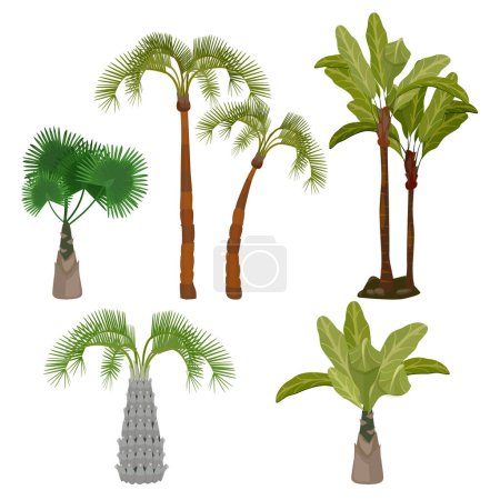 Illustration for Palm trees. Beach california plants brazil hawaii garden palms leaf vector cartoon collection. Green plant tropic, hawaii tropical flora illustration - Royalty Free Image