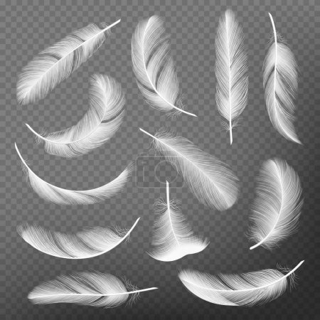 Illustration for Feathers realistic. Plumage detailing lightness and airiness swan vector collections. Illustration of feather realistic, plumage falling, floating and flight - Royalty Free Image