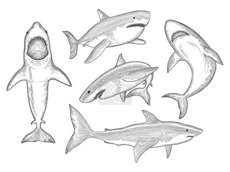 Ilustración de Tiburón dibujado a mano. Criatura de agua que fluye peces monstruo grande con la colección de bocetos vector de boca. Tiburón en el océano, ilustración de mar animal, depredador acuático - Imagen libre de derechos