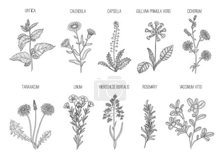 Illustration for Medical herbs. Herbal floral collection healthy flowers leaves vector hand drawn illustrations. Floral herb capsella and cichorium, taraxacum and linum - Royalty Free Image