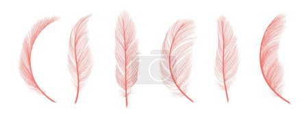 Trendy coral feathers. Vector pink fallen feathers isolated on white background. Exotic feather bird, soft and fluffy pink