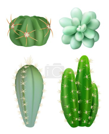 Téléchargez les illustrations : Cactus plantes. Décoratif réaliste vert succulent plantes de croissance botanique intérieure différentes formes images vectorielles. Illustration de cactus botaniques, cactus succulents de fleurs avec épine - en licence libre de droit