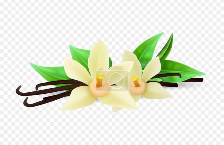 Illustration for Realistic vanilla flowers and sticks vector isolated on transparent background. Spice vanilla stick, flower ingredient organic illustration - Royalty Free Image
