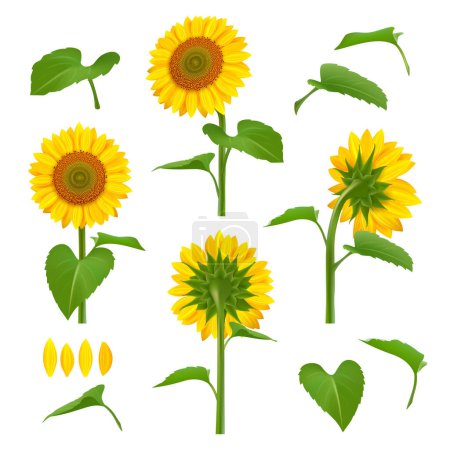 Illustration for Sunflowers illustrations. Garden botanical yellow beauty sunflowers with seeds vector floral background pictures. Illustration of blossom sunflower, summer flora plant - Royalty Free Image
