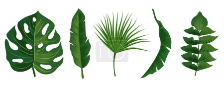 Illustration for Tropical exotic leaves vector isolated on white background. Illustration of summer leaf palm collection - Royalty Free Image