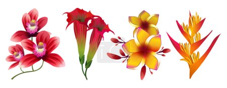 Ilustración de Tropical vector de flores exóticas aisladas sobre fondo blanco. Exótico floral tropical, naturaleza flor ilustración - Imagen libre de derechos