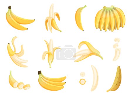 Banana fruit. Appetizing dessert food eating vector cartoon pictures. Banana ripe food, tropical dessert vegetarian illustration