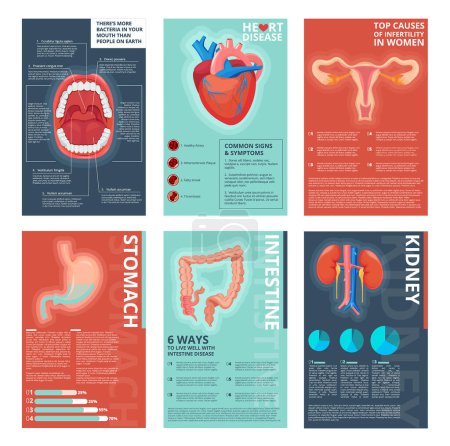Illustration for Medical infographic pages. Health digestive systems healthcare human biology vector catalog template. Illustration of kidney and digestive, stomach anatomical - Royalty Free Image