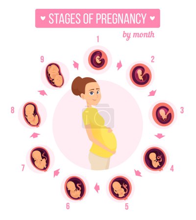 Ilustración de Infografía trimestral del embarazo. El crecimiento humano estadifica el desarrollo del bebé recién nacido ilustraciones vectoriales de fertilidad embrionaria. Maternidad embarazada, nueve meses, embrión de desarrollo - Imagen libre de derechos
