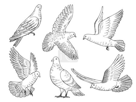 Téléchargez les illustrations : Illustrations ensemble de pigeons. Photos dessinées à la main d'oiseaux isolés sur du blanc. Pigeon animal oiseau, pigeon sauvage dessin vecteur - en licence libre de droit