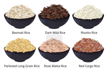 Téléchargez les illustrations : Différents types de riz. Grains longs, bruns, blancs et autres. Illustrations vectorielles en style dessin animé. Graines de riz brut non polies - en licence libre de droit