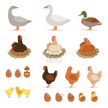 Téléchargez les illustrations : Poule pondeuse de poulet, canards et autres oiseaux de ferme et ses œufs. Illustrations vectorielles dans le style dessin animé. Oeufs de poulet et d'oie, de canard et de poulet - en licence libre de droit