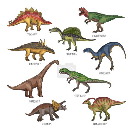Illustration for Colored illustrations of different dinosaurs types. Tyrannosaurus, rex and stegosaurus. Historical dinosaur character dicraeosaurus and spinosaurus illustration - Royalty Free Image
