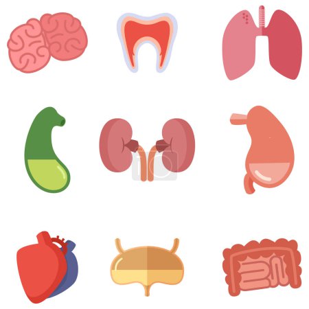Illustration for Human internal organs on white background. Vector icons set in cartoon style. Liver and heart, brain and digestive illustration - Royalty Free Image