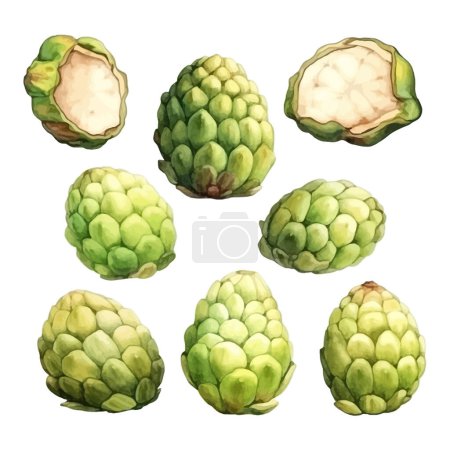 Illustration for Set of watercolor Custard Apple clipart white background - Royalty Free Image