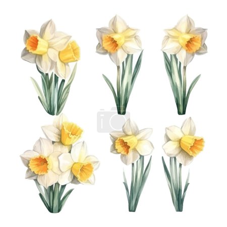 Ilustración de Conjunto de acuarela flores de narciso clipart fondo blanco - Imagen libre de derechos
