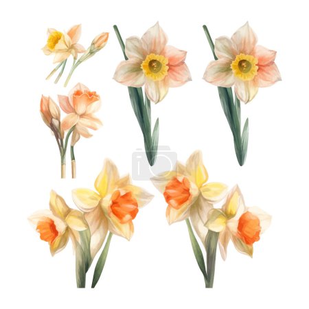 Illustration for Set of watercolor Daffodil flowers clipart white background - Royalty Free Image