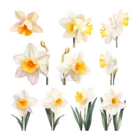 Ilustración de Conjunto de acuarela flores de narciso clipart fondo blanco - Imagen libre de derechos