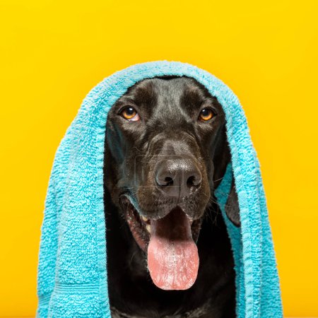 Black labrador dog with a blue towel on his head on yellow background