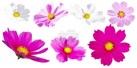 Conjunto de siete flores cosmos bipinnatus con diferentes perspectivas aisladas sobre fondo blanco, planta ornamental de jardín. Cosmos bipinnatus primer plano macro.