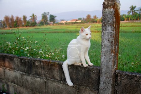 Gros plan beau chat blanc et yeux jaunes assis sur un mur de briques