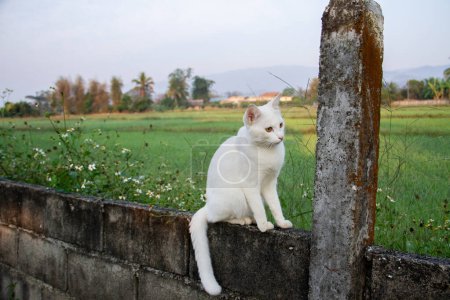 Close-up hermoso gato blanco y ojos amarillos sentado en la pared de ladrillo