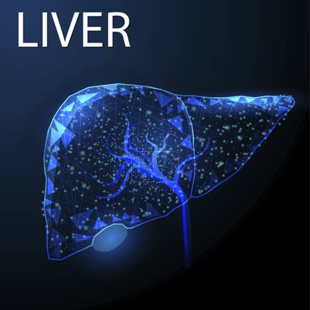 Illustration for Human liver, Wireframe low poly style, Concept for medical, pharmacology, treatment of the hepatitis, Abstract modern 3d vector illustration on dark blue background. - Royalty Free Image