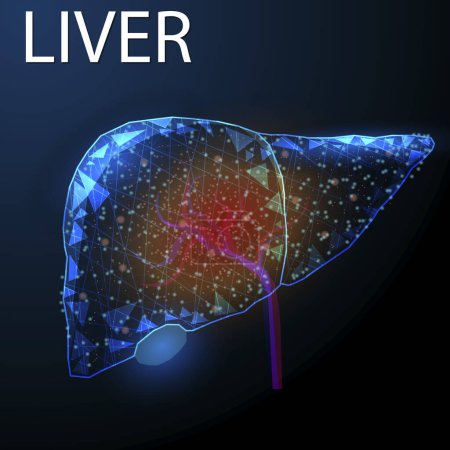 Illustration for Human liver inflammation, Wireframe low poly style, Concept for medical, pharmacology, treatment of the hepatitis, Abstract modern 3d vector illustration on dark blue background. - Royalty Free Image