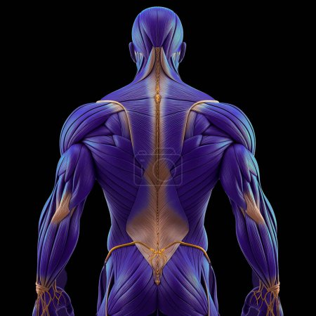 Anatomía de los músculos humanos, Espalda humana, Salud y medicina.