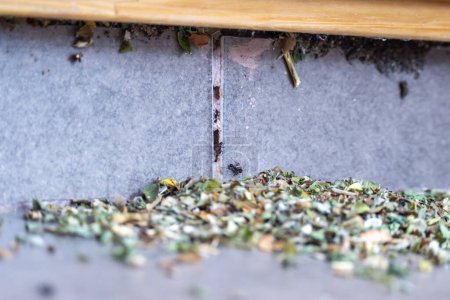 Foto de Hormigas negras comunes invadiendo una casa. Tienen hojas y están preparando su nido.. - Imagen libre de derechos