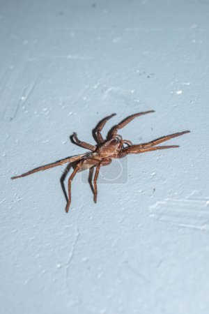 Spider Asthenoctenus Borellii on a wall inside a house in Cordoba, Argentina.