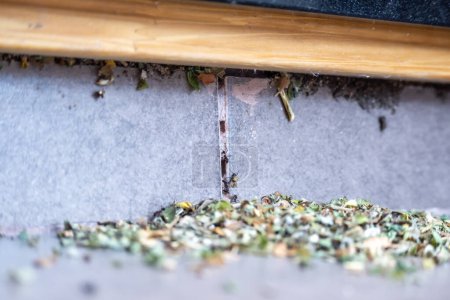 Gewöhnliche schwarze Ameisen dringen in ein Haus ein. Sie haben Blätter und bereiten ihr Nest vor.