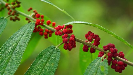 Téléchargez les photos : Debregeasia longifolia, le fruit est groupé dans l'aisselle des feuilles, la couleur est rouge à maturité et a une forme ronde irrégulière. - en image libre de droit