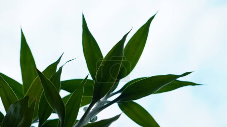 Foto de Dracaena sanderiana tiene afiladas hojas verdes ovaladas sobre un fondo nublado del cielo. - Imagen libre de derechos