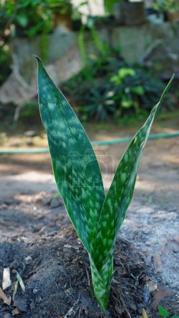 Téléchargez les photos : Dracaena trifasciata, les feuilles ont la forme d'une épée avec des taches blanches vert foncé sur la surface. - en image libre de droit