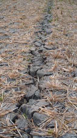Bodenbeschaffenheit auf dürregeplagten landwirtschaftlichen Flächen mit abgestorbenen Pflanzen