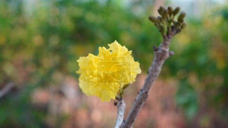 Tabebuia aurea fleurit sur une branche d'arbre, les pétales sont jaunes avec une surface ridée
