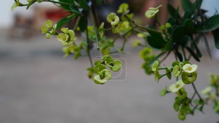 Euphorbia milii var. vulcanii on a tree branch, the flower petals greenish yellow at the top of cluster