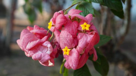 Bangkok rose or Mussaenda philippica, the flowers are blooming in the garden. the pink color resembles dense leaves with small yellow star-shaped petals