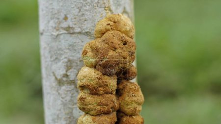 Uromycladium tepperianum o óxido de acacia crece en troncos de árboles. El color es de color amarillo parduzco en forma de burbujas densas que están estrechamente empaquetadas.