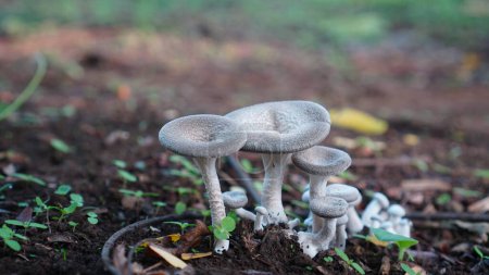 Mushrooms of the species Lentinus squarrosulus grow in clusters in forest areas in places protected from direct sunlight