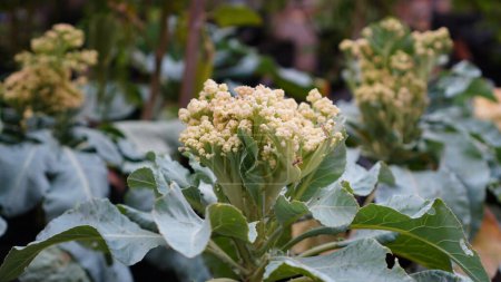 Cauliflower or Brassica oleracea is blooming in the garden, its flowers are splendid white lumps with gray leaves that are oval and curly